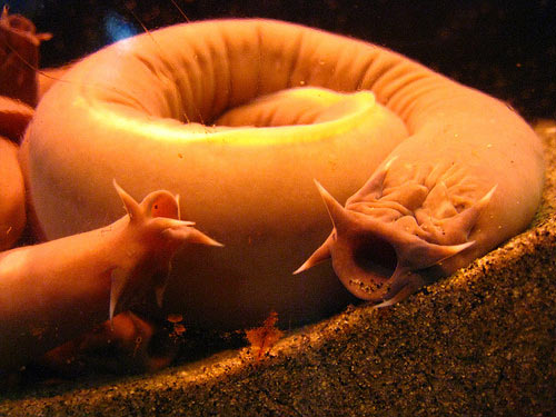 Hagfish in an aquarium