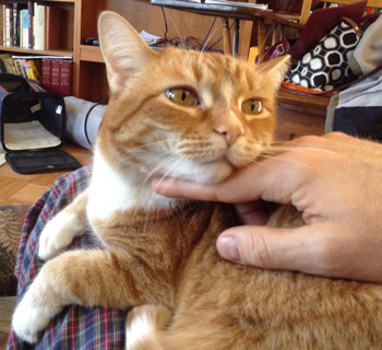 Orange tabby cat Mishmish in Robert's lap
