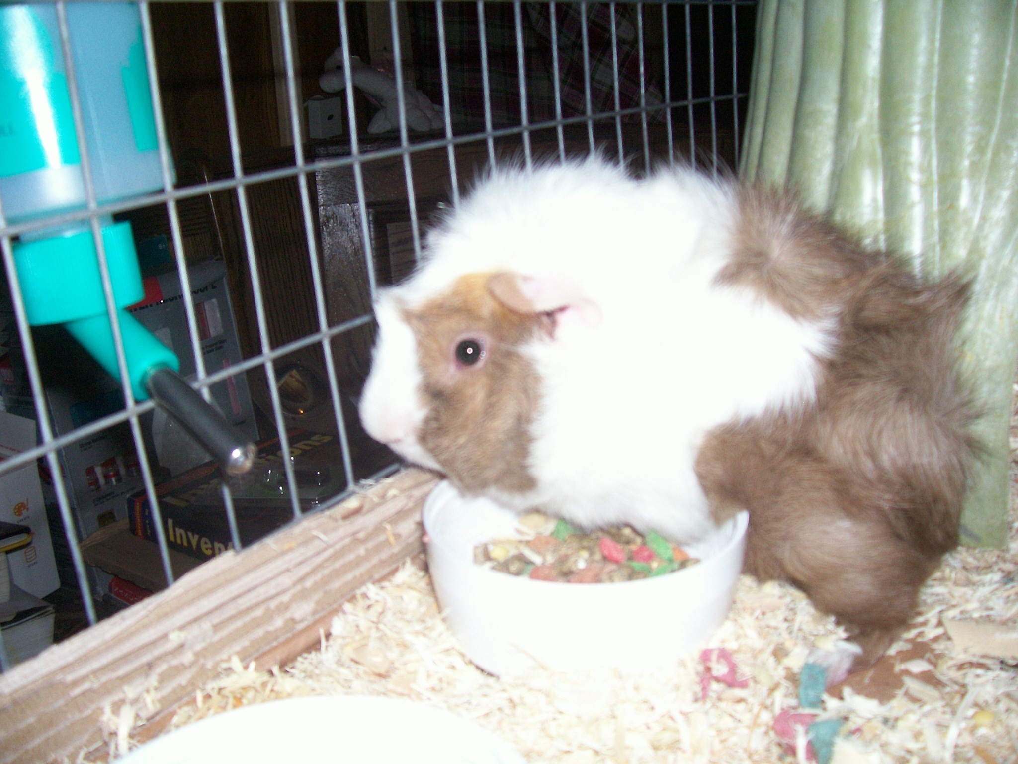 Catwings's guinea pig