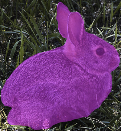 Hot-pink bunny photo by Ethan