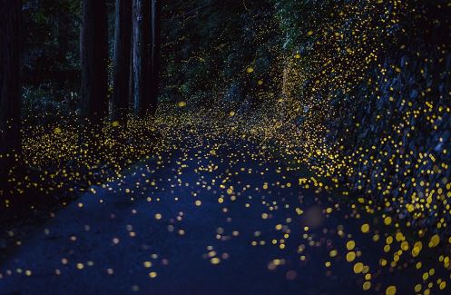 Fireflies at night